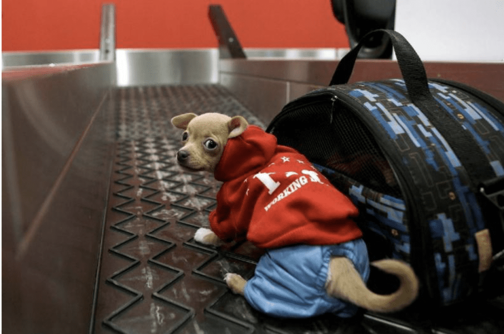 how to travel with pets