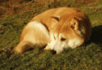 dogs training