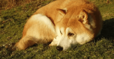 dogs training