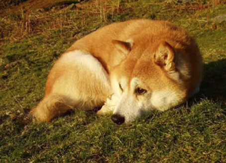 dogs training